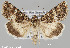  (Sympistis nr. seth - CHLC0065)  @11 [ ] Copyright (2020) Chuck Harp Colorado State University