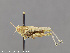  (Aeoloplides californicus - CSU_ENT0063267)  @11 [ ] Unspecified (default): All Rights Reserved  Unspecified Unspecified