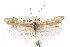  ( - CSUPOBK-0691)  @13 [ ] CreativeCommons - Attribution (2010) CBG Photography Group Centre for Biodiversity Genomics