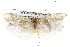  ( - CSUPOBK-0692)  @13 [ ] CreativeCommons - Attribution (2010) CBG Photography Group Centre for Biodiversity Genomics