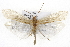  ( - CSUPOBK-0719)  @13 [ ] CreativeCommons - Attribution (2010) CBG Photography Group Centre for Biodiversity Genomics
