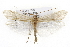  ( - CSUPOBK-0720)  @14 [ ] CreativeCommons - Attribution (2010) CBG Photography Group Centre for Biodiversity Genomics
