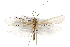  ( - CSUPOBK-0721)  @14 [ ] CreativeCommons - Attribution (2010) CBG Photography Group Centre for Biodiversity Genomics