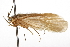  ( - CSUPOBK-0736)  @13 [ ] CreativeCommons - Attribution (2010) CBG Photography Group Centre for Biodiversity Genomics