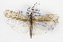  ( - CSUPOBK-0755)  @13 [ ] CreativeCommons - Attribution (2010) CBG Photography Group Centre for Biodiversity Genomics