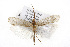  ( - CSUPOBK-0856)  @14 [ ] CreativeCommons - Attribution (2010) CBG Photography Group Centre for Biodiversity Genomics