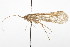  ( - CSUPOBK-0878)  @13 [ ] CreativeCommons - Attribution (2010) CBG Photography Group Centre for Biodiversity Genomics