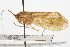  (Pycnopsyche antica - CSUPOBK-0914)  @14 [ ] CreativeCommons - Attribution (2010) CBG Photography Group Centre for Biodiversity Genomics