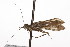  ( - CSUPOBK-0982)  @12 [ ] CreativeCommons - Attribution (2010) CBG Photography Group Centre for Biodiversity Genomics