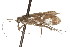  ( - CSUPOBK-0983)  @14 [ ] CreativeCommons - Attribution (2010) CBG Photography Group Centre for Biodiversity Genomics