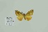  (Hypochrosis hyadaria ocellata - BC-CT-MNHN0054)  @11 [ ] cc-by (2022) Claude Tautel  MNHN