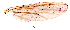  (Polypedilum paracyclus - song177)  @12 [ ] Copyright (2015) Chao Song Nankai University