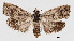  (Ofatulena - JD35835)  @15 [ ] Copyright (2019) Jason Dombroskie Cornell University Insect Collection