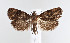  ( - CUIC000056175)  @11 [ ] Creative Commons License (2022) Cornell Univserity Insect Collection Cornell University Insect Collection