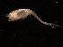  ( - UMBergen_NB_cuma108)  @11 [ ] CreativeCommons - Attribution Non-Commercial Share-Alike (2014) University of Bergen, Norway University of Bergen, Natural History Collections