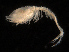  ( - UMBergen_NB_cuma117)  @11 [ ] CreativeCommons - Attribution Non-Commercial Share-Alike (2014) University of Bergen, Norway University of Bergen, Natural History Collections