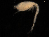  ( - UMBergen_NB_cuma118)  @11 [ ] CreativeCommons - Attribution Non-Commercial Share-Alike (2014) University of Bergen, Norway University of Bergen, Natural History Collections