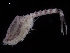  (Campylaspis macrophthalma - UMBergen_NB_cuma140)  @11 [ ] CreativeCommons - Attribution Non-Commercial Share-Alike (2014) University of Bergen, Norway University of Bergen, Natural History Collections