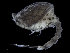  (Campylaspis affinis - UMBergen_NB_cuma196)  @11 [ ] CreativeCommons - Attribution Non-Commercial Share-Alike (2014) University of Bergen, Norway Natural History Collections, University of Bergen