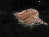  ( - UMBergen_NB_cuma44)  @11 [ ] CreativeCommons - Attribution Non-Commercial Share-Alike (2012) Natural History Collections, University of Bergen University of Bergen, Natural History Collections