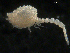  ( - UMBergen_NB_cuma45)  @11 [ ] CreativeCommons - Attribution Non-Commercial Share-Alike (2012) Natural History Collections, University of Bergen University of Bergen, Natural History Collections