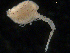  ( - UMBergen_NB_cuma54)  @11 [ ] CreativeCommons - Attribution Non-Commercial Share-Alike (2012) Natural History Collections, University of Bergen University of Bergen, Natural History Collections