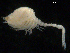  ( - UMBergen_NB_cuma55)  @11 [ ] CreativeCommons - Attribution Non-Commercial Share-Alike (2012) Natural History Collections, University of Bergen University of Bergen, Natural History Collections