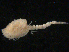  ( - UMBergen_NB_cuma59)  @11 [ ] CreativeCommons - Attribution Non-Commercial Share-Alike (2012) Natural History Collections, University of Bergen University of Bergen, Natural History Collections