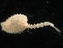  ( - UMBergen_NB_cuma62)  @11 [ ] CreativeCommons - Attribution Non-Commercial Share-Alike (2012) Natural History Collections, University of Bergen University of Bergen, Natural History Collections