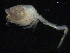  (Cumella (Cumella) pygmaea - UMBergen_NB_cuma66)  @11 [ ] CreativeCommons - Attribution Non-Commercial Share-Alike (2012) Natural History Collections, University of Bergen University of Bergen, Natural History Collections