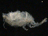  ( - UMBergen_NB_cuma80)  @11 [ ] CreativeCommons - Attribution Non-Commercial Share-Alike (2012) Natural History Collections, University of Bergen University of Bergen, Natural History Collections