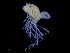  ( - UMBergen_NB_iso03)  @11 [ ] CreativeCommons - Attribution Non-Commercial Share-Alike (2014) University of Bergen, Norway Natural History Collections, University of Bergen
