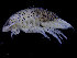  ( - UMBergen_NB_iso07)  @11 [ ] CreativeCommons - Attribution Non-Commercial Share-Alike (2014) University of Bergen, Norway Natural History Collections, University of Bergen