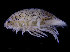  ( - UMBergen_NB_iso08)  @11 [ ] CreativeCommons - Attribution Non-Commercial Share-Alike (2014) University of Bergen, Norway Natural History Collections, University of Bergen