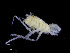  (Uromunna petiti - UMBergen_NB_iso12)  @11 [ ] CreativeCommons - Attribution Non-Commercial Share-Alike (2014) University of Bergen, Norway Natural History Collections, University of Bergen