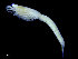  ( - UMBergen_NB_mysi01)  @11 [ ] CreativeCommons - Attribution Non-Commercial Share-Alike (2014) University of Bergen, Norway Natural History Collections, University of Bergen