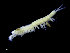  (Erythrops serrata - UMBergen_NB_mysi02)  @11 [ ] CreativeCommons - Attribution Non-Commercial Share-Alike (2014) University of Bergen, Norway Natural History Collections, University of Bergen