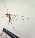  (Sabethes - IMR--Cu-03)  @11 [ ] by-nc-nd (2019) Janina Faraone Instituto de Medicina Regional- Entomology Area