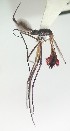  (Toxorhynchites haemorrhoidalis separatus - IMR--Cu-04)  @11 [ ] by-nc-nd (2019) Janina Faraone Instituto de Medicina Regional- Entomology Area