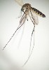  (Wyeomyia codiocampa - IMR-Cu-14)  @11 [ ] by-nc-nd (2019) Janina Faraone Instituto de Medicina Regional- Entomology Area