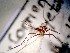  ( - IMR-Cu-40)  @11 [ ] by-nc-nd (2019) Debora Bangher Instituto de Medicina Regional- Entomology Area