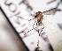  ( - IMR-CU-41)  @11 [ ] by-nc-nd (2019) Debora Bangher Instituto de Medicina Regional- Entomology Area