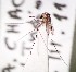  ( - IMR-Cu-44)  @11 [ ] by-nc-nd (2019) Debora Bangher Instituto de Medicina Regional- Entomology Area