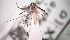  (Culex davisi - IMR-CU-45)  @11 [ ] by-nc-nd (2019) Debora Bangher Instituto de Medicina Regional- Entomology Area