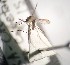  ( - IMR-Cu-65)  @11 [ ] by-nc-nd (2019) Debora Bangher Instituto de Medicina Regional- Entomology Area