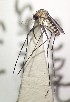  (Culex imitator - IMR-Cu-67)  @11 [ ] by-nc-nd (2019) Debora Bangher Instituto de Medicina Regional- Entomology Area