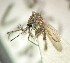  ( - IMR-Cu-92)  @11 [ ] by-nc-nd (2019) Debora Bangher Instituto de Medicina Regional- Entomology Area