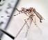 ( - IMR-Cu-94)  @11 [ ] by-nc-nd (2019) Debora Bangher Instituto de Medicina Regional- Entomology Area
