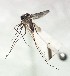  ( - IMR-Cu-95)  @11 [ ] by-nc-nd (2019) Debora Bangher Instituto de Medicina Regional- Entomology Area