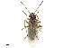  ( - CCDB-34955-A02)  @11 [ ] CreativeCommons - Attribution (2020) CBG Photography Group Centre for Biodiversity Genomics